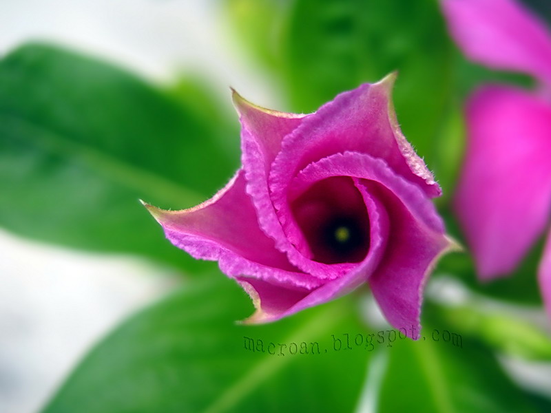 NegerikuBungaTapakDaraRosyPeriwinkleCatharanthus NegerikuBungaTapakDaraRosyPeriwinkleCatharanthus